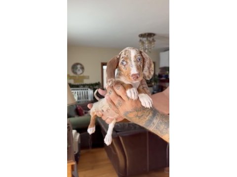 Chocolate merle dapple özel dachshund garantili