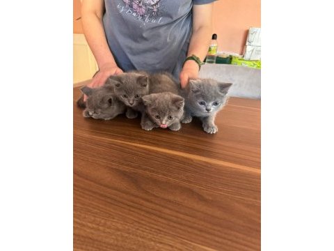 British shorthair yavrularımız yeni yuvalarını arıyor