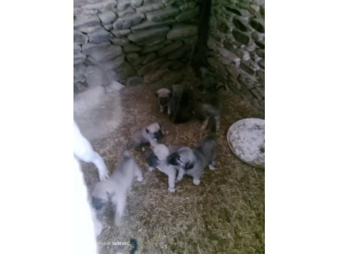 Yavru kangal