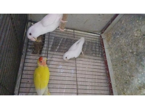 Evcil uysal ele alışık papağanlar