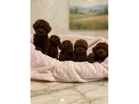 Kore poodle anne baba nın bebekleri