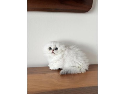 Kendi kedimizin yavruları