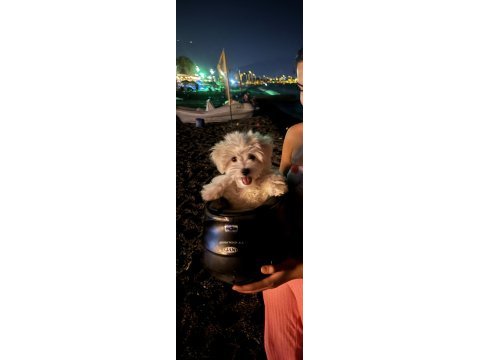 Yer sorunları yüzünden sahiplendirilecek köpeğimiz