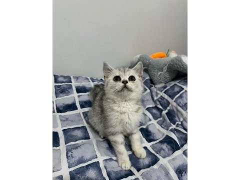 2 aylık 2 erkek ve 2 dişi kedimiz