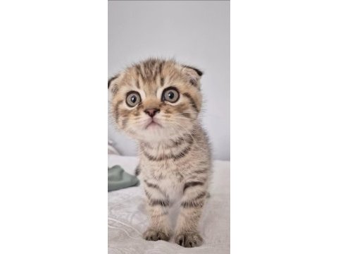 18 nisan doğumlu scottish fold erkek