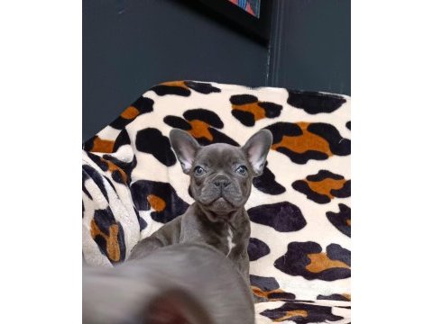 French bulldog yavrularımız