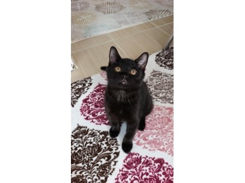 Yavru british shorthair