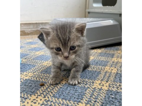 Kedilerimiz ömürlük yuva arıyorlar