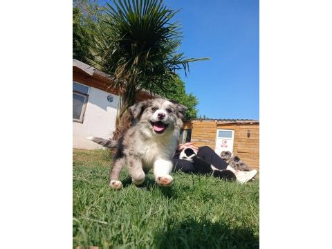 Border collie yavrularımız