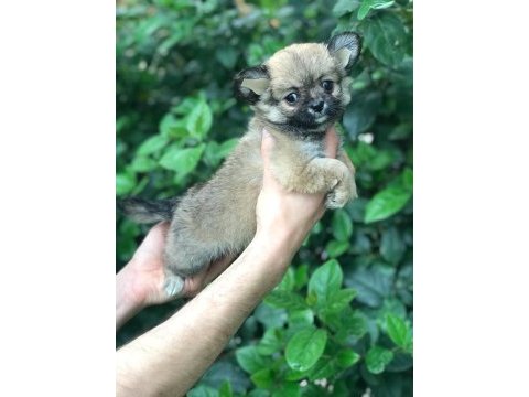 Haylaz chihuahua bebek