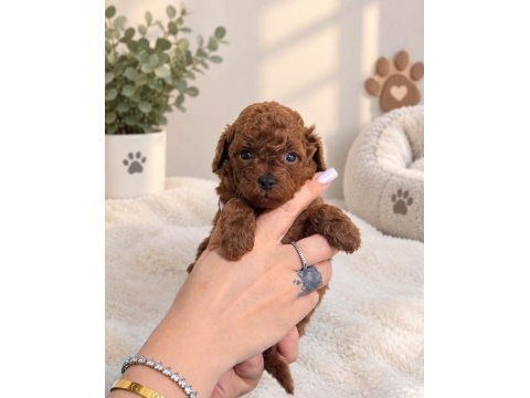 Toy poodle yavruları erkek