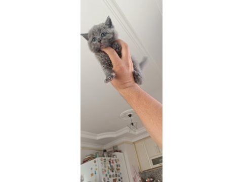 Safkan british shorthair cinsi yavrumuz teslime hazır