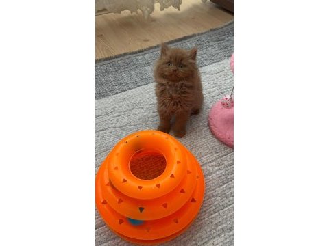 Safkan british longhair cinnamon bebek