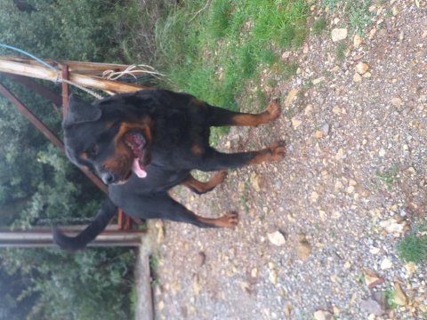 A kalite rottweiler bebekler