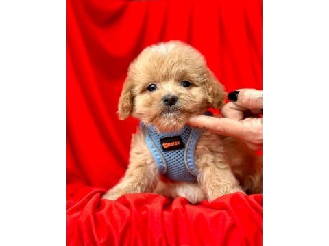 Safkan maltipoo yavru köpekler