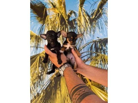 Chihuahua yavrularımız hazır