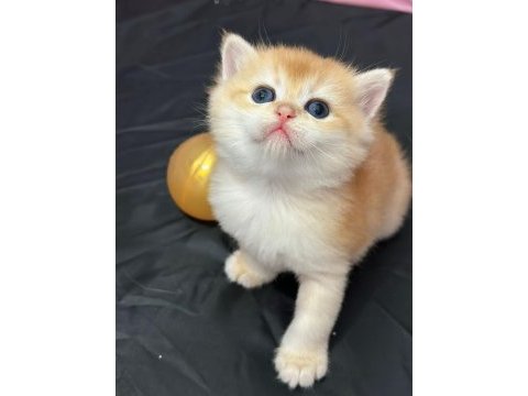 A kalite british shorthair gold yavrular