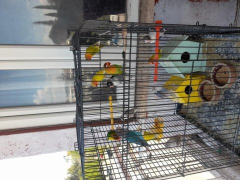 Elimde 13 tane cennet papağanı var