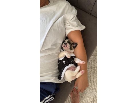 French buldog 1.5 aylık
