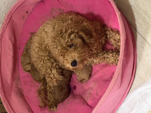 Uyguna toy poodle teacup saf ırk
