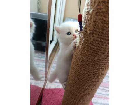 British longhair bebeklerimiz yeni yuvalarını arıyor
