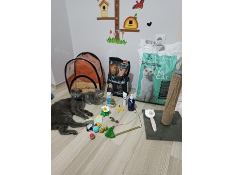 Kedimize kalıcı ciddi bakacaklar dönüş yapsın
