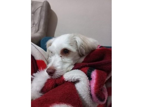 Köpeğimize acil yuva lunoş
