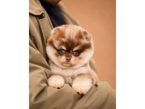 Safkan ırk garantili pomeranian boo yavrularımız