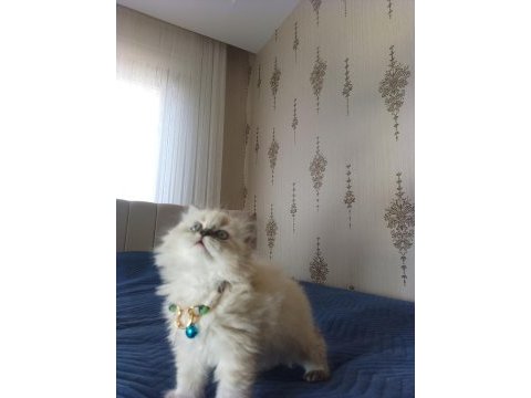 Pofuduk pati british longhair