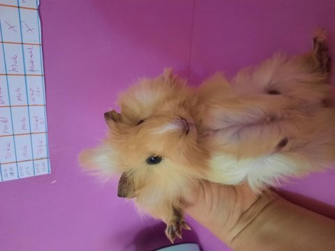 Erkek ginepig yavrumuz