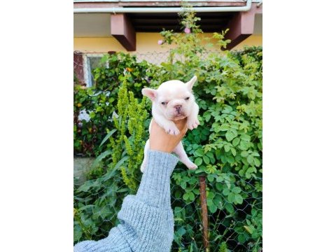 Platinum dişi erkek french bulldog