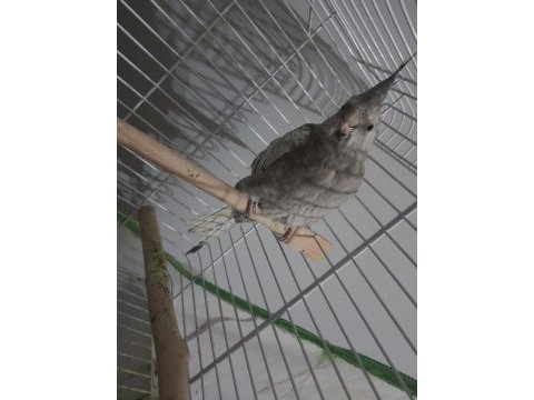 5 aylık wifi erkek sultan papağanı