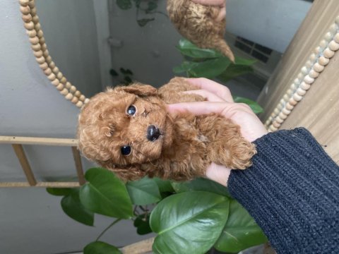 Orjinal toy poodle yavrularım