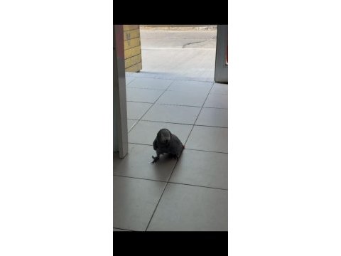 Jako papağanı alışkın