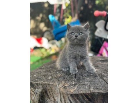 Orjınal tuvalet egıtımlı brıtısh yavrumuz