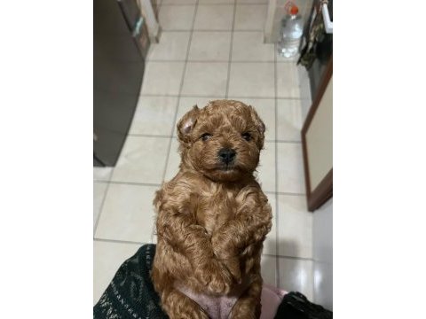 2 dişi ve 2 erkek kırmızı kahve renk minyatür poodle