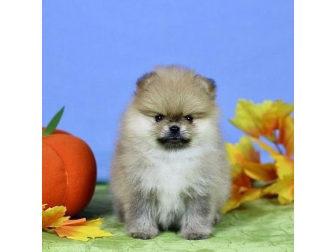 Pomeranian yavruları antalya