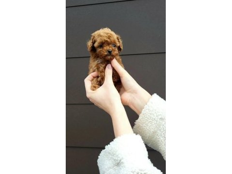 Sıcacık bir yuva arayan toy poodle bebekler