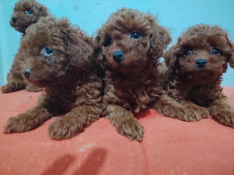 2 aylık erkek dişi poodle yavrular