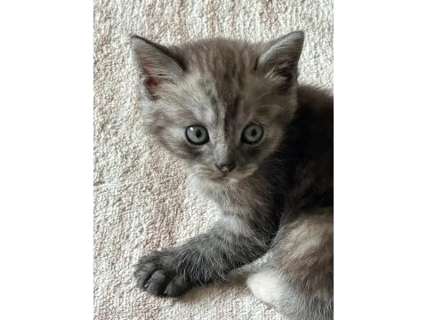 British shorthair dişi bebek
