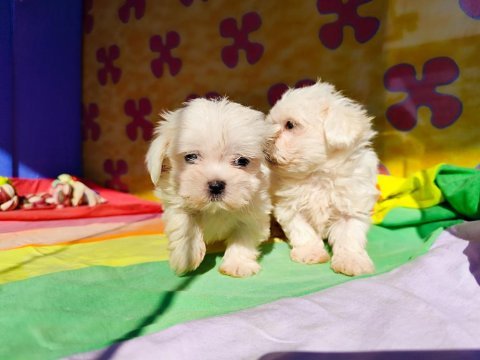 Muhteşem maltese terrier yavrularımız