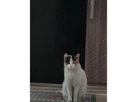 Sevgiye muhtaç ilgi bağımlısı oyunbaz kedimiz