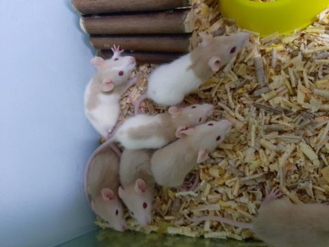 Rat yavrular kalite