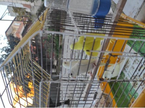 Bayram şekerleri yeni yeme düşmüş yavru muhabbet kuşu