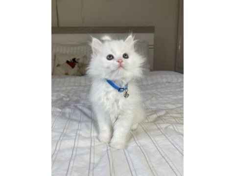 British longhair bebeklerimiz