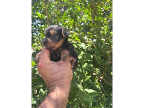 Teacup yorkshire terrier hazır