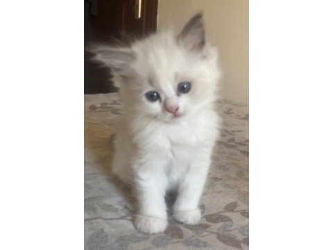 Safkan ragdoll yavrular