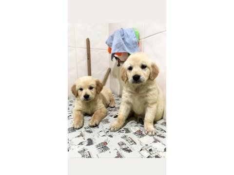 Vecihiden ırk ve sağlık garantili saf babyface goldenlar