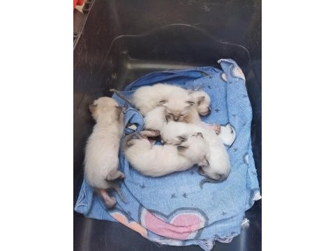 1 aylık siyam yavrularımız orjinal garantili ırk