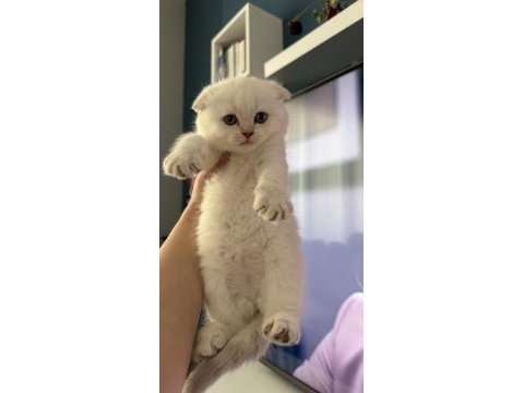 Özel seri scottish fold